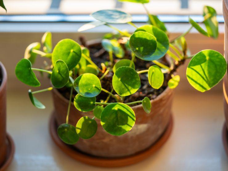 pianta cinese in vaso