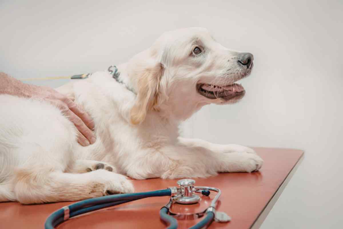 cane dal veterinario