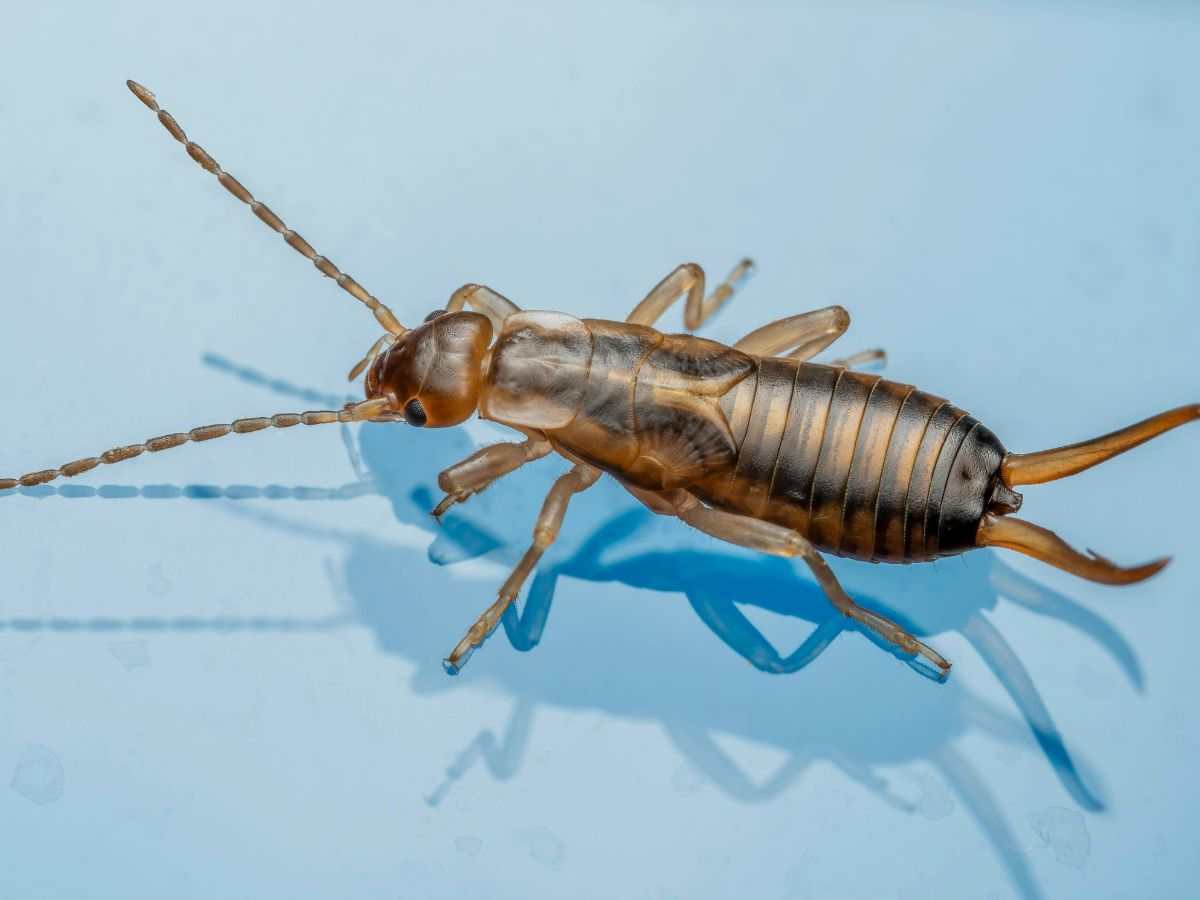 forbiciola del letto