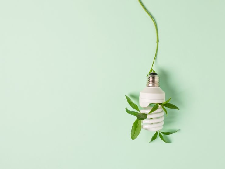 lampadina con pianta