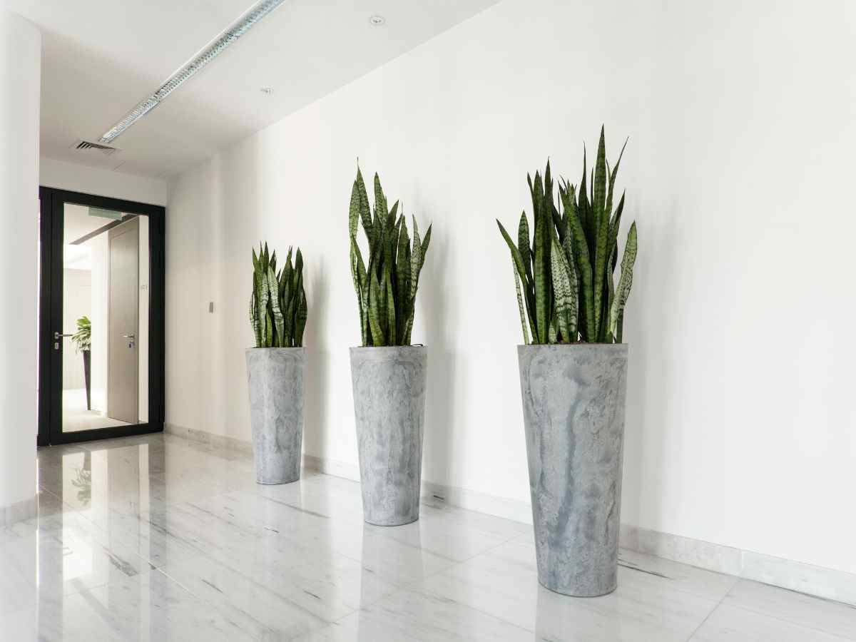 sansevierie in un corridoio