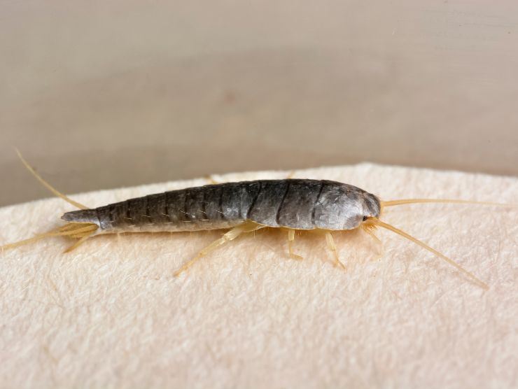 pesciolino d'argento